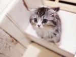 事務所もたない
